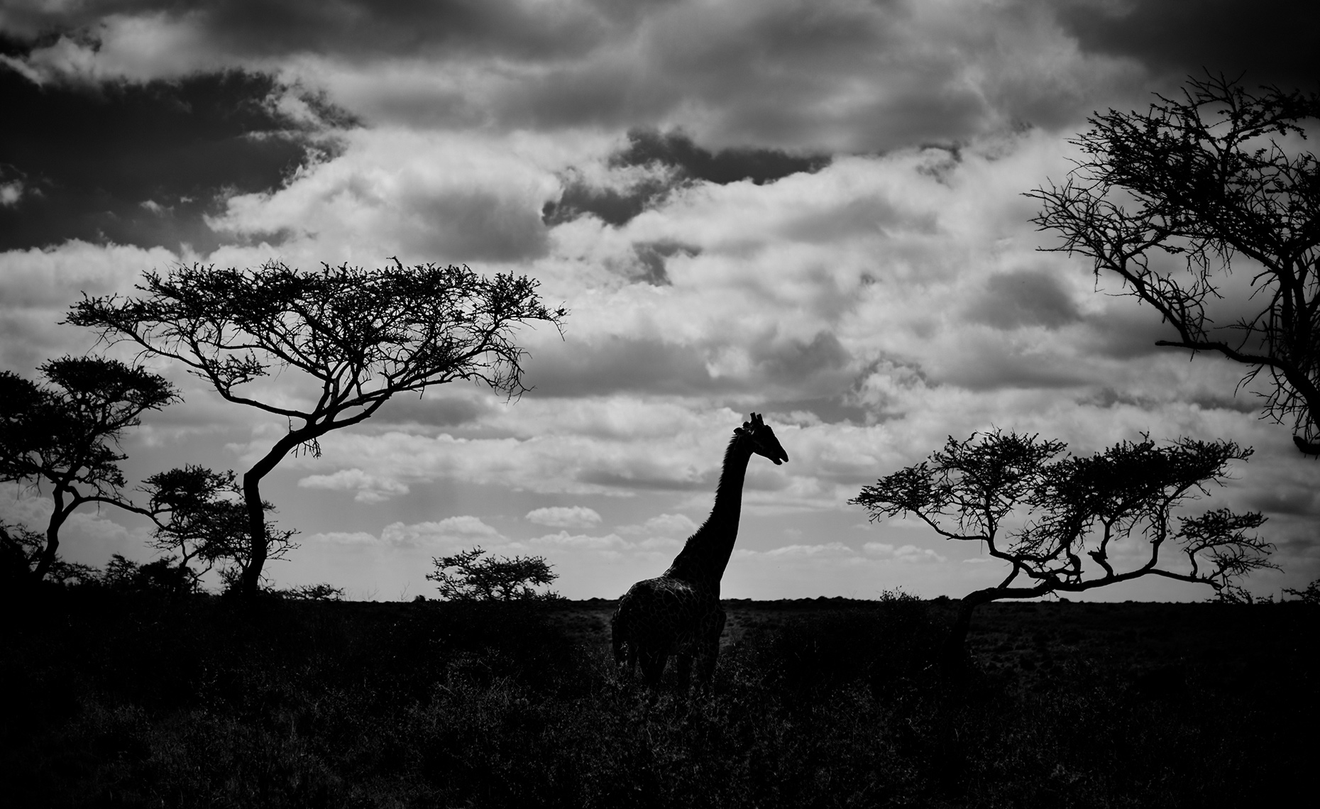 Wild life in Kenya 