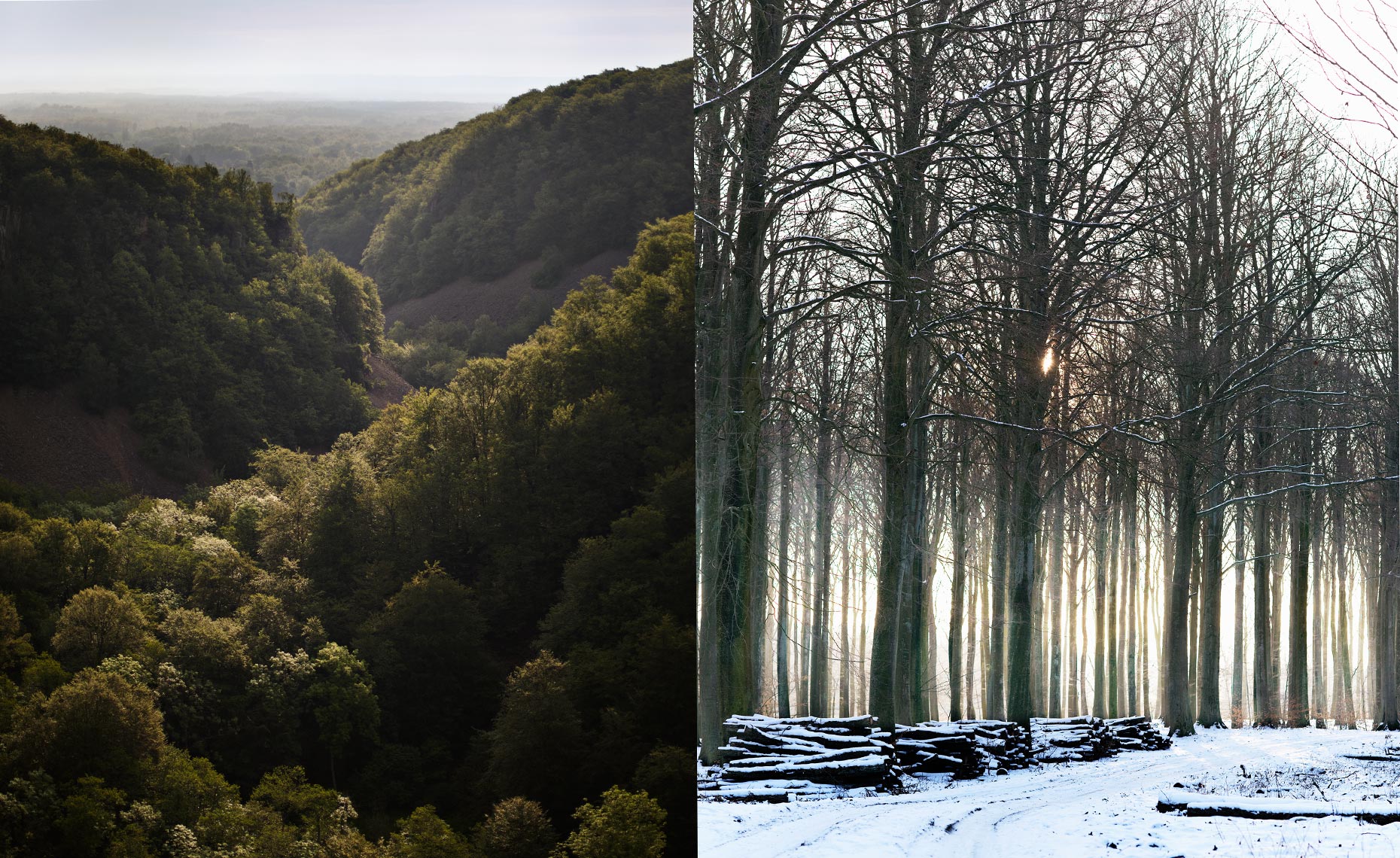 Season difference in forest 