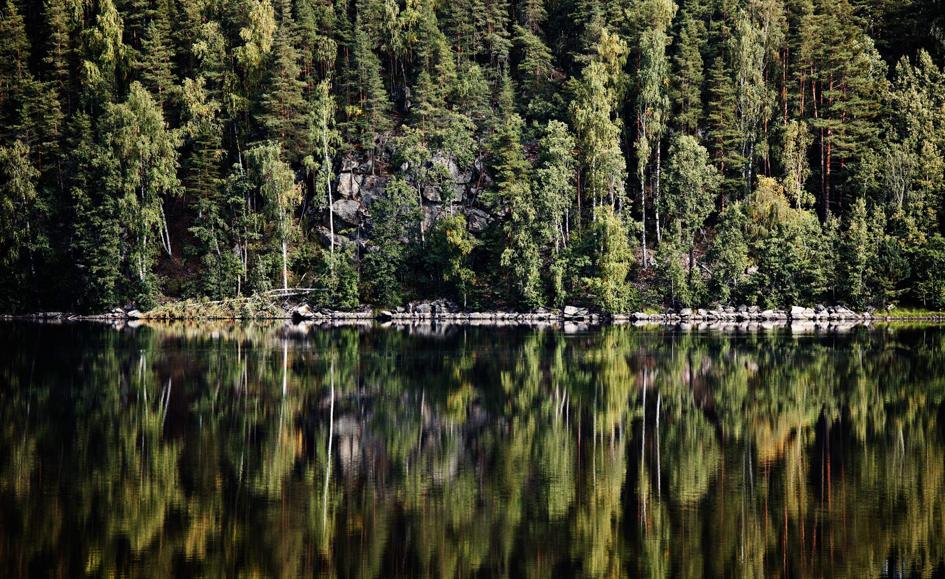 Forest reflection landscape