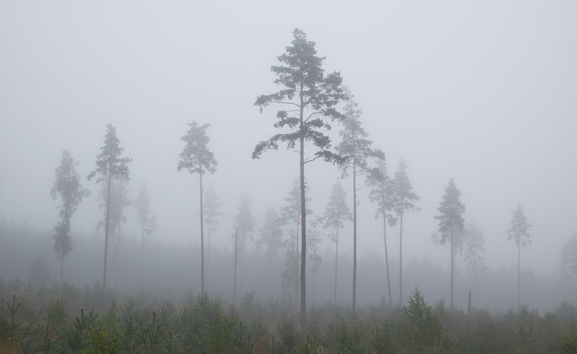 Foggy tree landscape 