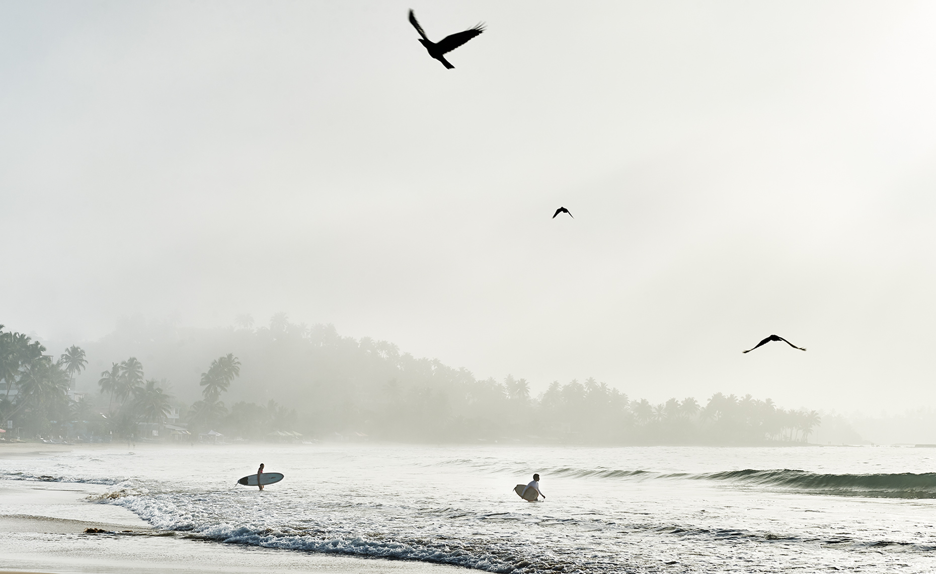 Surfing with birds 