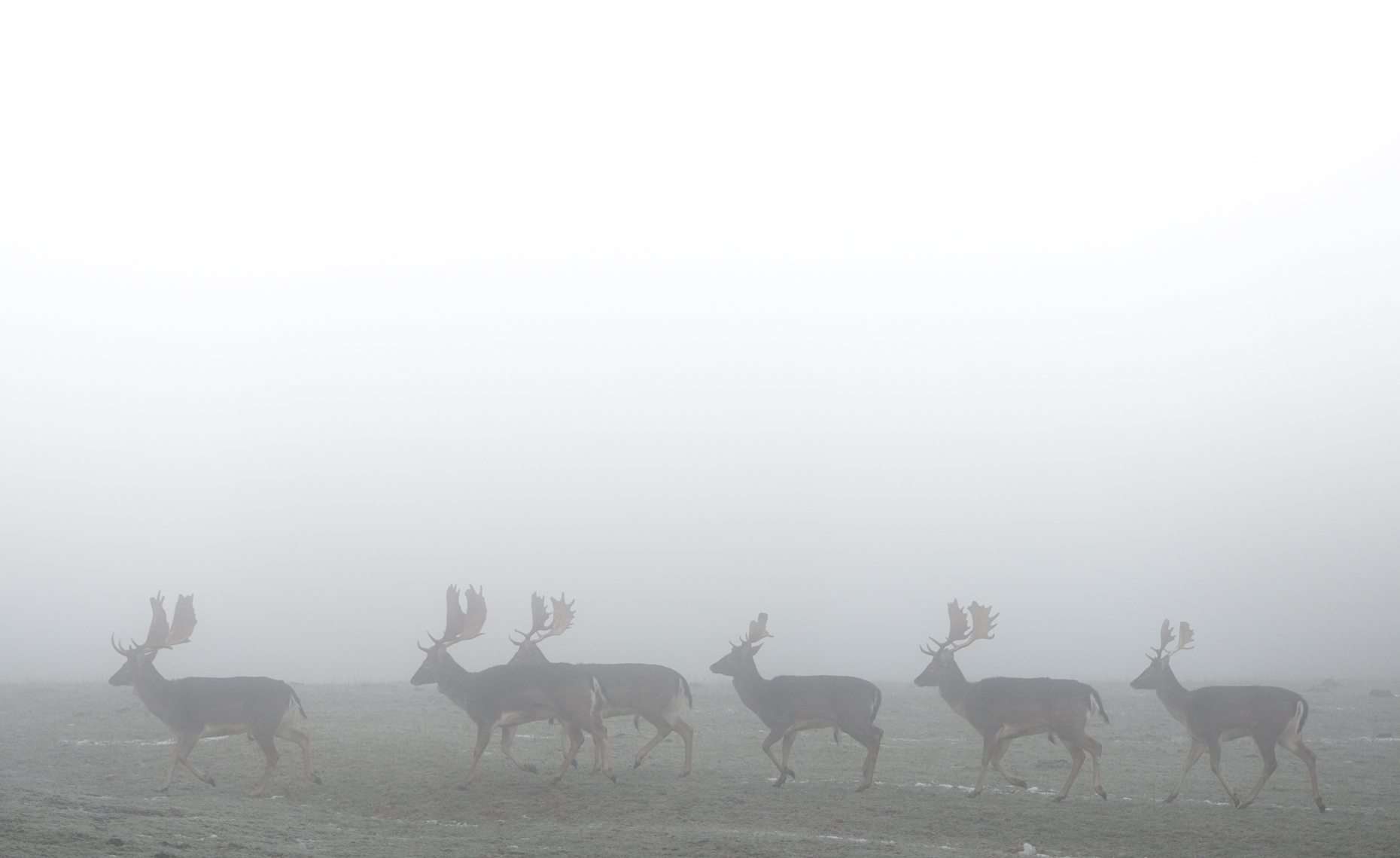 Foggy deer landscape 
